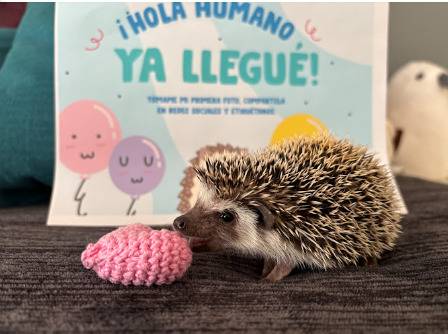 Bolillo