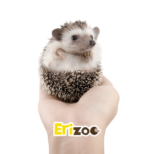 Elije tu favorito
